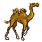 ANIMADO CAMELLO