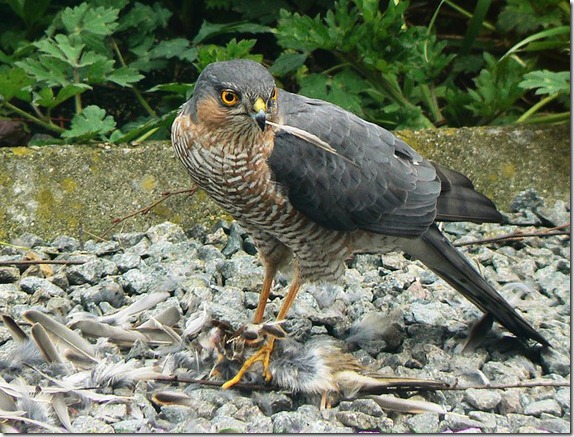 Accipiter_nisus_kill