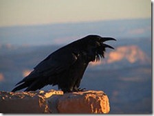 Corvus_corax_