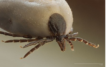 GARRAPATA -Ixodus_ricinus_