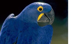 Loro-Azul