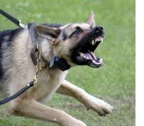 PERRO2