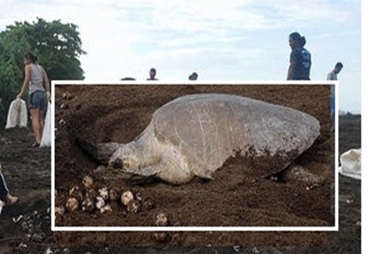 TORTUGAS-