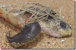 TORTU