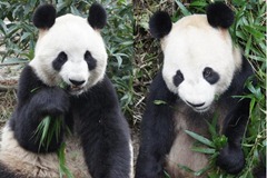 p Ueno Zoo macho (Bi Li) Ri Ri  hembra (Xian Nu) Shin Shin