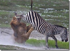 zebra-kicks-lion