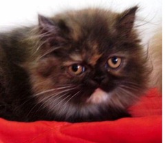 GATO PERSA