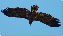 Haliaeetus_albicilla_-Littleisland,_Norway_thumb[2]