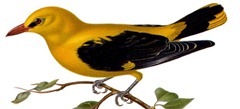 Oriolus_oriolus