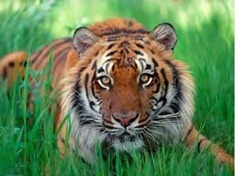 SUMATRA T