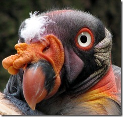 Sarcoramphus-papa-king-vulture