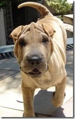 Shar_pei_