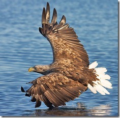aguila mar_thumb[2]