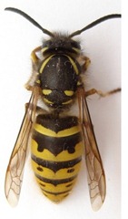 avispa