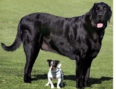 big-dog