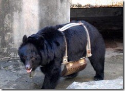 bile_bear