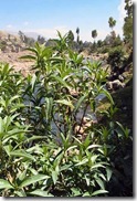 chilca 2 (2)