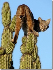 gato m