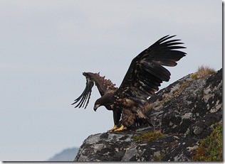 haliaeetus albici..._thumb[3]