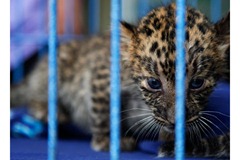 leopardo