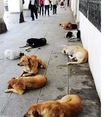 perros sucre