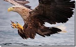sea_eagle_thumb