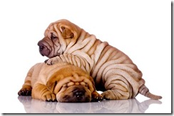 shar-pei-puppies_