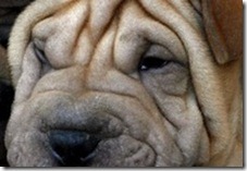 shar--pei