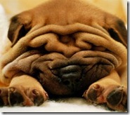 sharpei_12