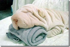sharpei_towel-1_