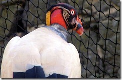 zamuro rey (Sarcoramphus papa), cóndor real, cóndor de los llanos, rey gallinazo, rey zamuro, jote real o rey zope zamuro rey (Sarcoramphus papa), cóndor real, cóndor de los llanos, rey gallinazo, rey zamuro, jote real o rey zope