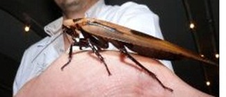 CUCARACHA1