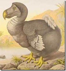Dodo