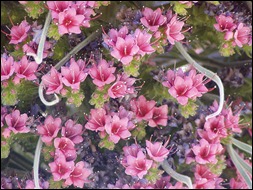 EchiumWildpretii flor del tajinaste rojo. Parque Nacional del Teide.