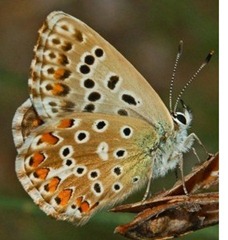 Lycaenidae_Polyommatus_bellargus_female_m