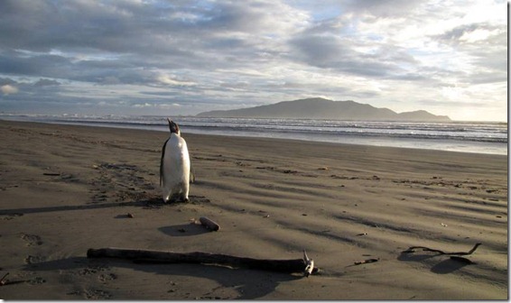 PENGUIN