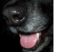 PERRO1