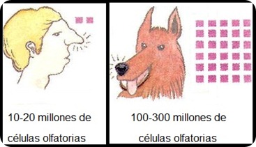 PERROS LUKTCELLER