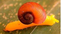 Paryphantopsis Misimensis