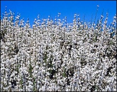 Retama del Teide (Spartocytisus supranubius)