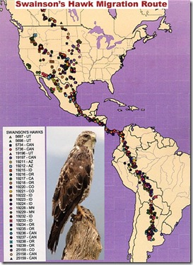 Swainson's_hawk_migration_route