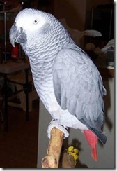 african-grey-parrot1