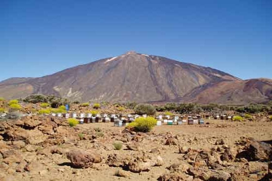 apicultura teide