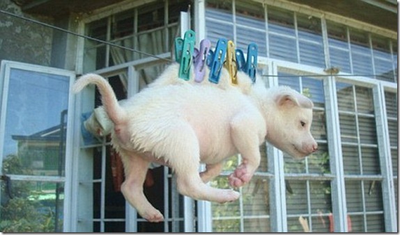 cachorrito filipino