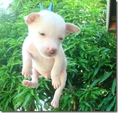 cachorrito2