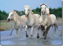 camargue-1