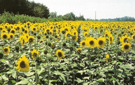 camargue--tournesols