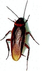 cuc alem