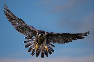 halcon peligrino