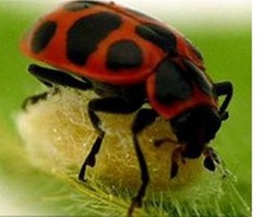Ladybird-made-into-zombie-bodyguard-by-parasitic-wasp